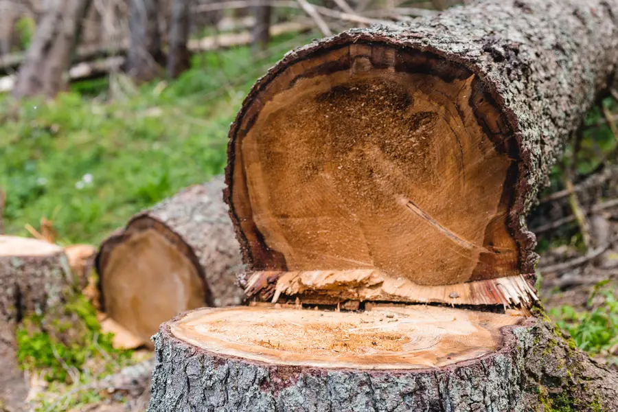 How Tree Cutting Service Improves Site Preparation in Pittsboro, NC How Tree Cutting Service Improves Site Preparation in Pittsboro, NC