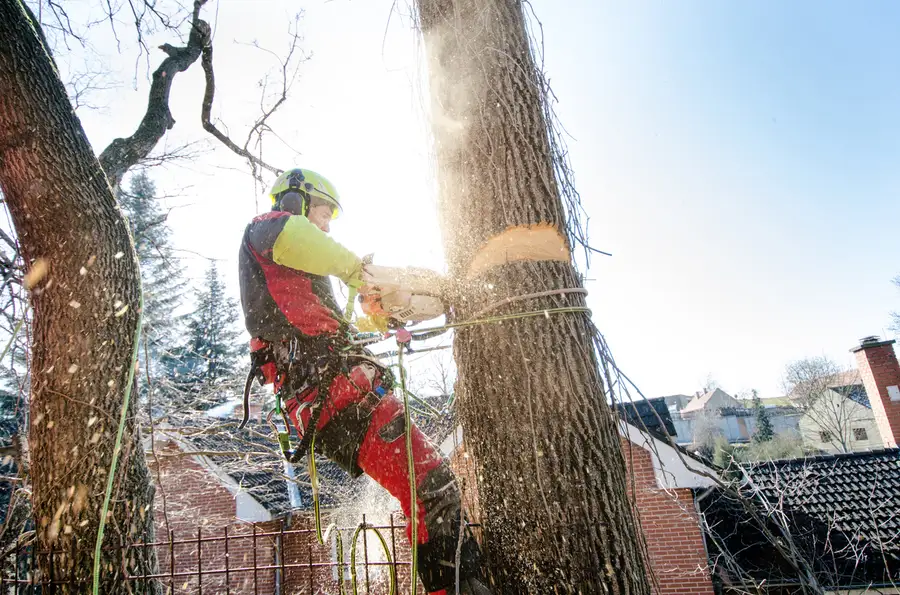 Local Tree Cutting Service Pittsboro, NC Local Tree Cutting Service Pittsboro, NC