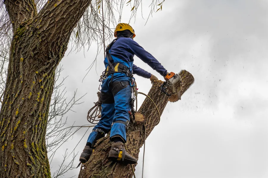 Professional Tree Cutting Service Pittsboro, NC Professional Tree Cutting Service Pittsboro, NC