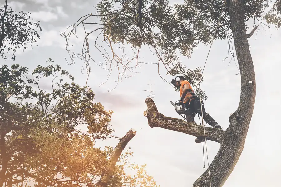 Reliable Tree Cutting Service Pittsboro, NC Reliable Tree Cutting Service Pittsboro, NC