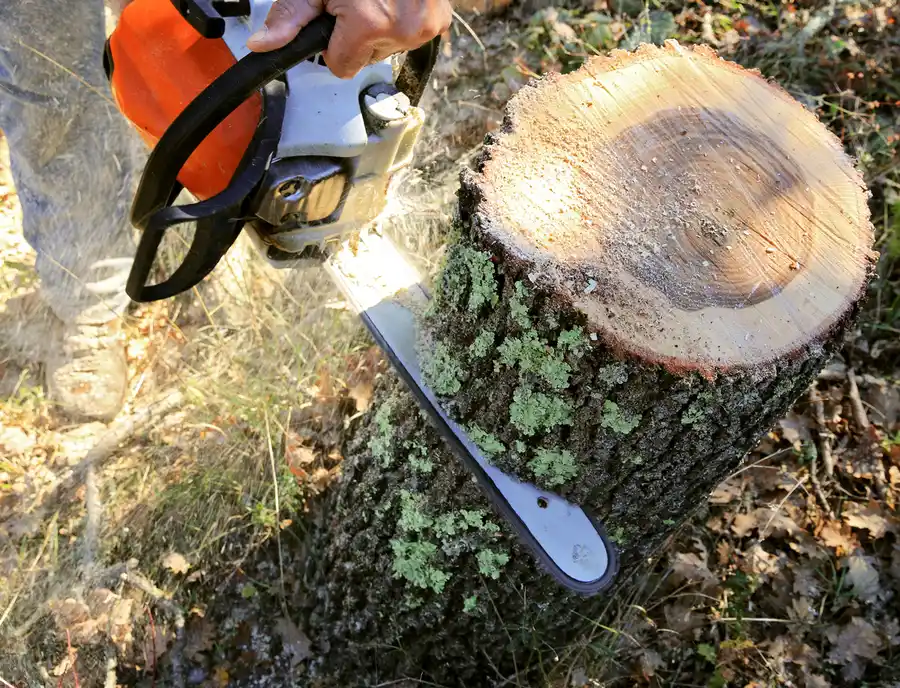 The Role Of Tree Cutting Service In Land Clearing in Pittsboro, NC The Role Of Tree Cutting Service In Land Clearing in Pittsboro, NC